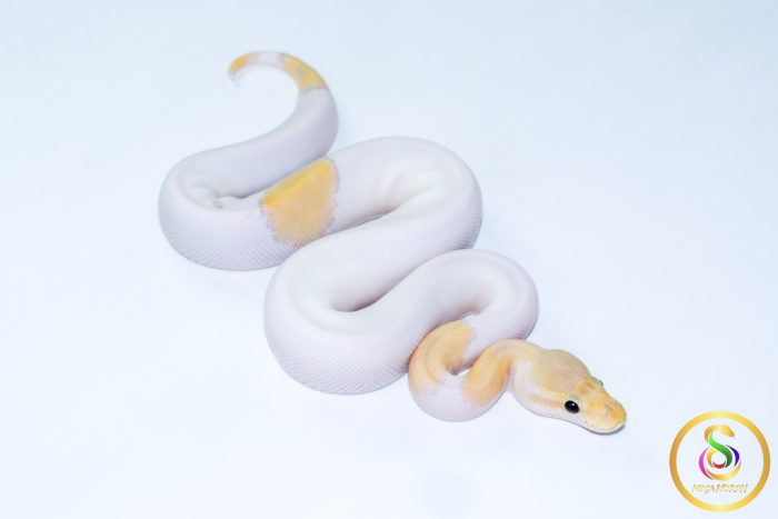 6621 0.1 BANANA MOJAVE PASTEL PIEBALD - Image 2