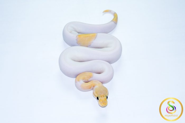 6621 0.1 BANANA MOJAVE PASTEL PIEBALD - Image 3