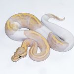 6622 1.0 BANANA PASTEL PIEBALD