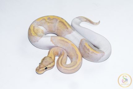 6622 1.0 BANANA PASTEL PIEBALD