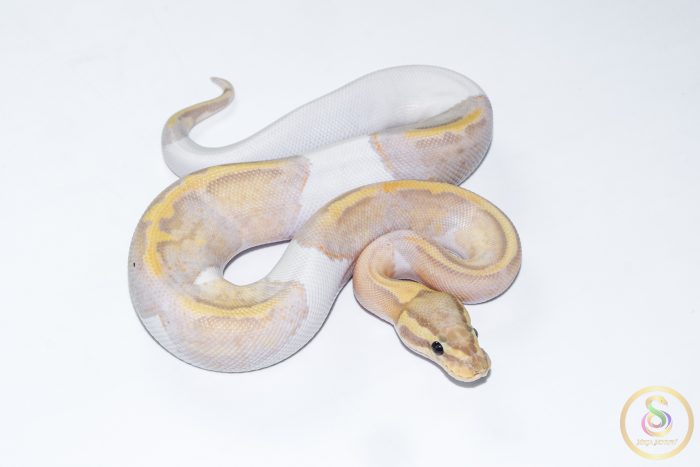 6622 1.0 BANANA PASTEL PIEBALD - Image 2