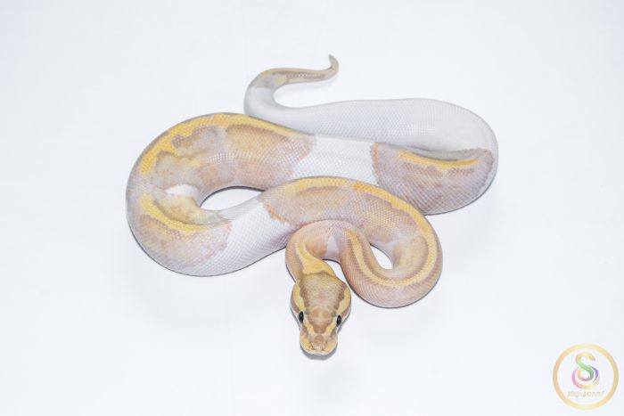 6622 1.0 BANANA PASTEL PIEBALD - Image 3