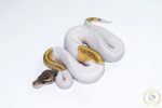 6623 0.1 MOJAVE PASTEL PIEBALD
