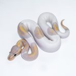 6624 1.0 BANANA PIEBALD