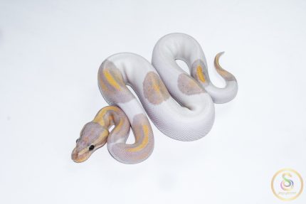 6624 1.0 BANANA PIEBALD