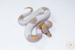 6624 1.0 BANANA PIEBALD - Image 2