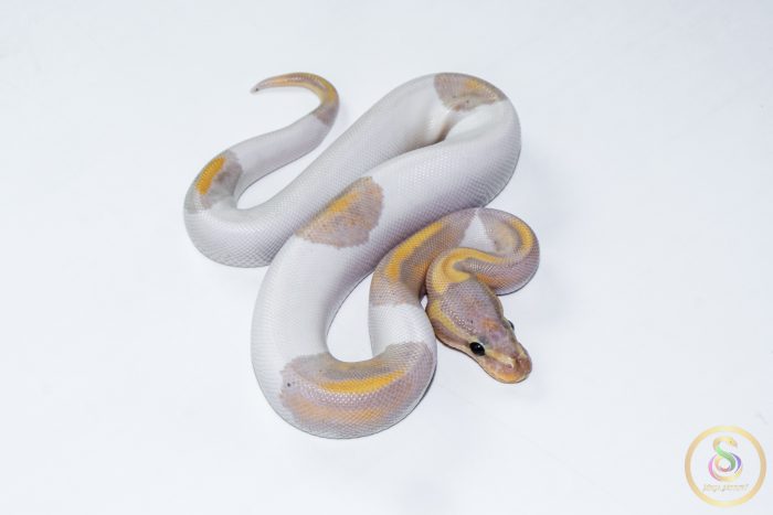 6624 1.0 BANANA PIEBALD - Image 2