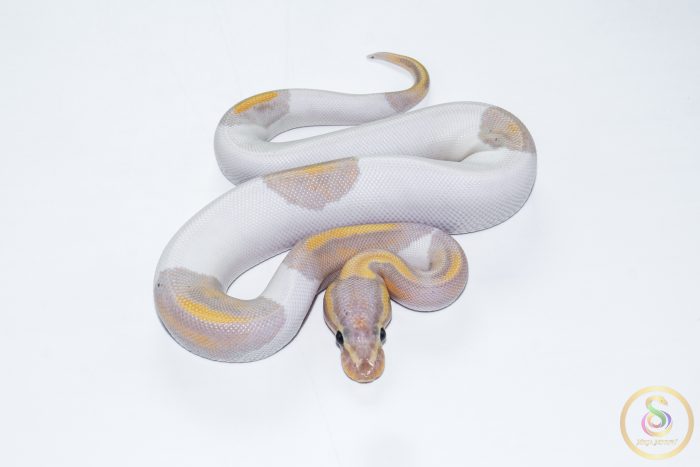 6624 1.0 BANANA PIEBALD - Image 3