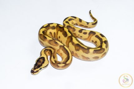 6625 0.1 ENCHI LEOPARD SUPER STRIPE