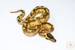 6625 0.1 ENCHI LEOPARD SUPER STRIPE - Image 2