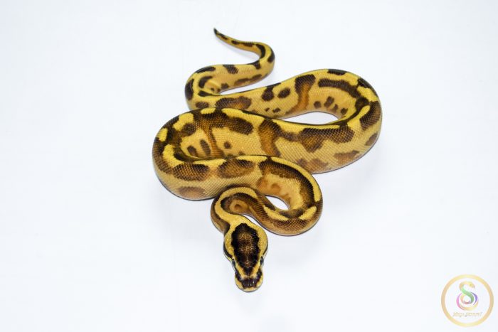 6625 0.1 ENCHI LEOPARD SUPER STRIPE - Image 3