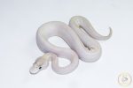 6626 1.0 IVORY POSS GHI