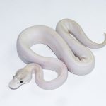 6626 1.0 IVORY POSS GHI