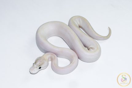 6626 1.0 IVORY POSS GHI