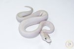 6626 1.0 IVORY POSS GHI - Image 2