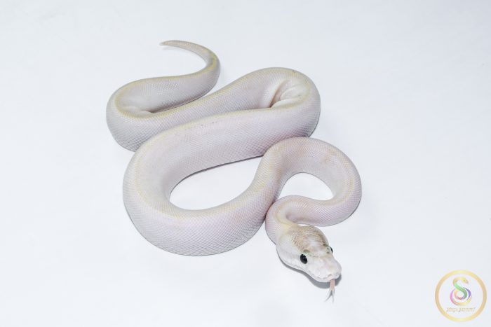 6626 1.0 IVORY POSS GHI - Image 2