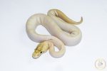 6628 0.1 ENCHI LEOPARD IVORY POSS GHI