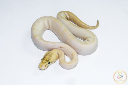 6628 0.1 ENCHI LEOPARD IVORY POSS GHI