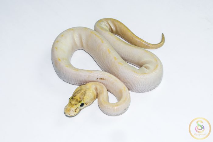 6628-1 6628 0.1 ENCHI LEOPARD IVORY POSS GHI - Image 1