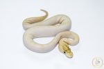 6628 0.1 ENCHI LEOPARD IVORY POSS GHI - Image 2