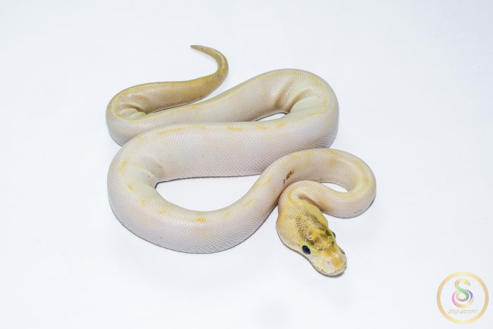 6628-2 6628 0.1 ENCHI LEOPARD IVORY POSS GHI - Image 2