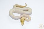 6628 0.1 ENCHI LEOPARD IVORY POSS GHI - Image 3