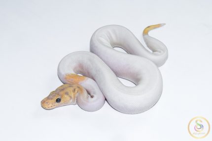 6631 0.1 BANANA CLOWN PIEBALD