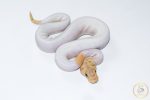 6631 0.1 BANANA CLOWN PIEBALD - Image 2