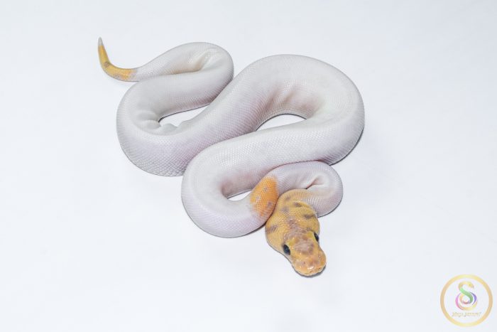 6631-2 6631 0.1 BANANA CLOWN PIEBALD - Image 2