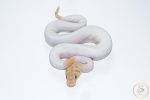 6631 0.1 BANANA CLOWN PIEBALD - Image 3