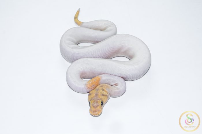 6631-3 6631 0.1 BANANA CLOWN PIEBALD - Image 3
