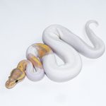 6632 0.1 BANANA PIEBALD HET CLOWN