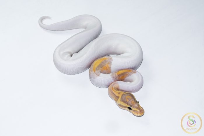 6632 0.1 BANANA PIEBALD HET CLOWN - Image 2