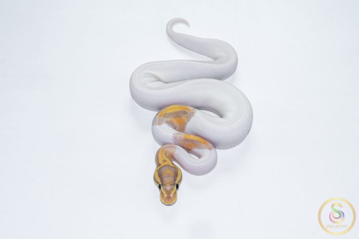 6632 0.1 BANANA PIEBALD HET CLOWN - Image 3