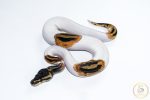 6633 1.0 ORANGE DREAM PIEBALD HET CLOWN