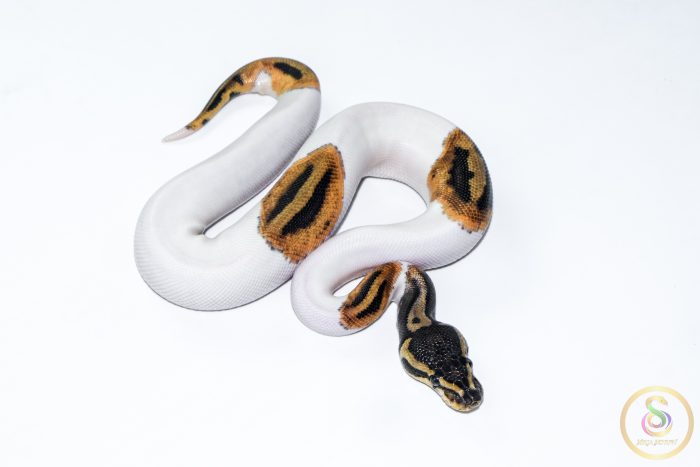 6633 1.0 ORANGE DREAM PIEBALD HET CLOWN - Image 2