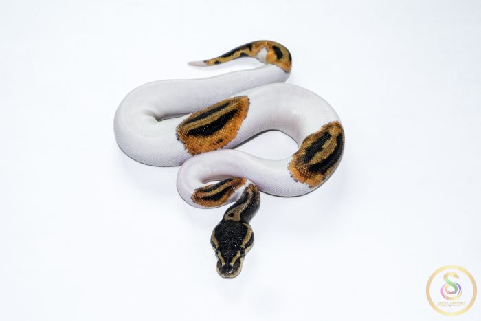 6633 1.0 ORANGE DREAM PIEBALD HET CLOWN - Image 3