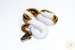 6635 1.0 ORANGE DREAM PIEBALD HET CLOWN