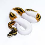 6635 1.0 ORANGE DREAM PIEBALD HET CLOWN