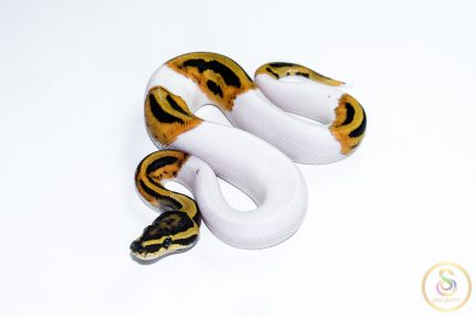 6635 1.0 ORANGE DREAM PIEBALD HET CLOWN