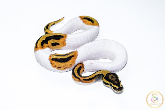 6635 1.0 ORANGE DREAM PIEBALD HET CLOWN - Image 2