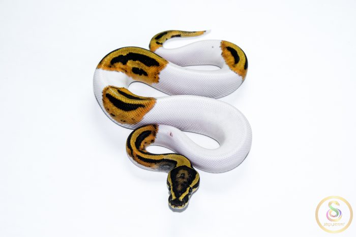 6635 1.0 ORANGE DREAM PIEBALD HET CLOWN - Image 3