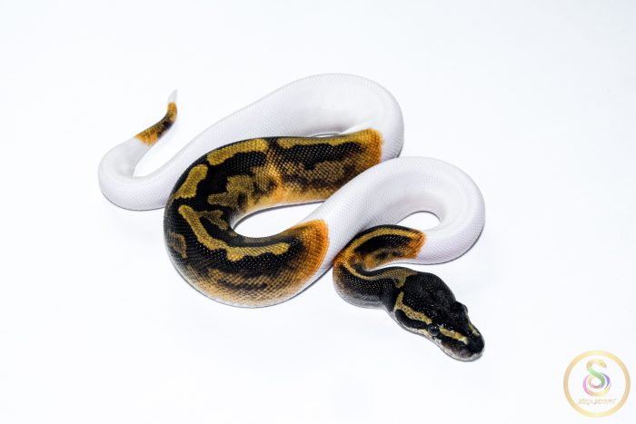 6637-2 6637 1.0 GHI PIEBALD - Image 2
