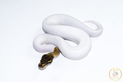 6638 1.0 MOJAVE PIEBALD