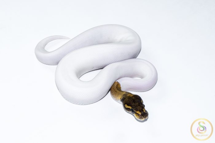 6638-2 6638 1.0 MOJAVE PIEBALD - Image 2