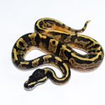 6639 1.0 GHI PIEBALD