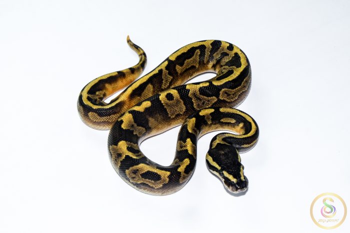 6639 1.0 GHI PIEBALD - Image 2