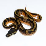 6640 1.0 ENCHI PIEBALD