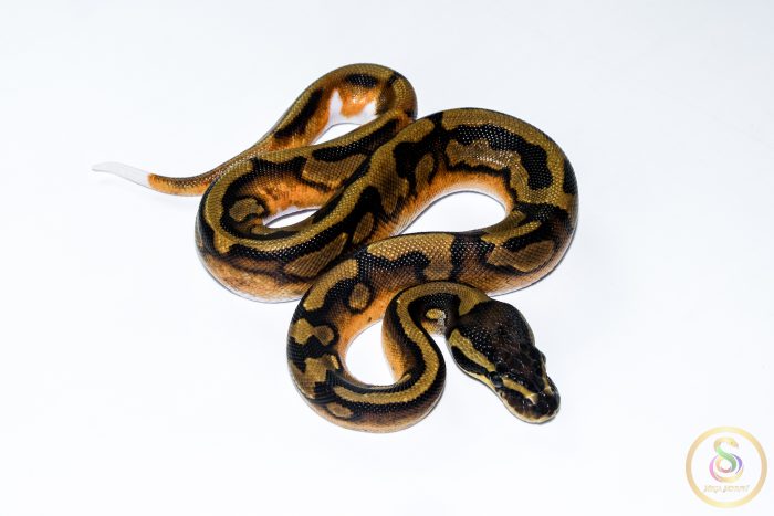 6640 1.0 ENCHI PIEBALD - Image 2