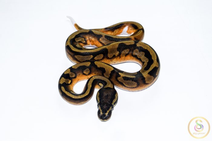 6640 1.0 ENCHI PIEBALD - Image 3